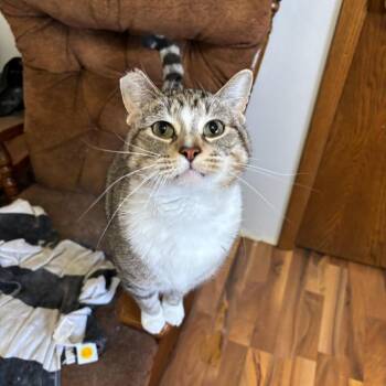Domestic Short Hair Cats Available for Adoption in Fargo, North Dakota - Waldo | PetCurious
