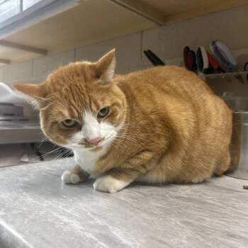 Luna -  Domestic Short Hair Cat for Adoption in Lewisburg, West Virginia - Luna | PetCurious