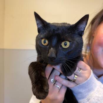 Speckles -  Domestic Short Hair Cat Available for Adoption in Morristown, Vermont - Speckles | PetCurious