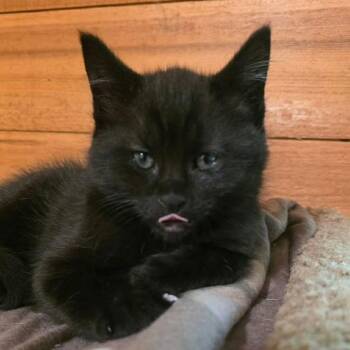 Rockwell -  Domestic Short Hair Cat for Adoption in Gladstone, Oregon - Rockwell | PetCurious