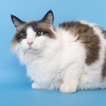 Whiskey -  Domestic Short Hair Cat for Adoption in Franklin, Tennessee - Whiskey | PetCurious