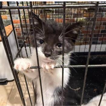 Domestic Short Hair Cats Available for Adoption in Austin, Texas - Cookie Dough | PetCurious