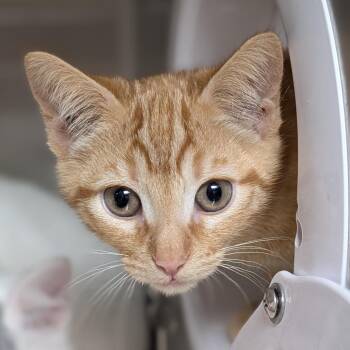 Jaja -  Domestic Short Hair Cat for Adoption in Seattle, Washington - Jaja | PetCurious
