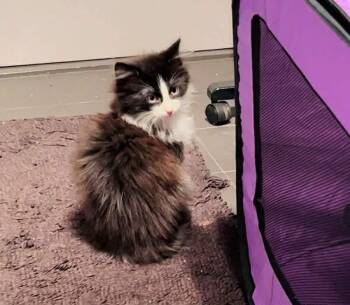 Domestic Long Hair Cats Available for Adoption - Dino | PetCurious