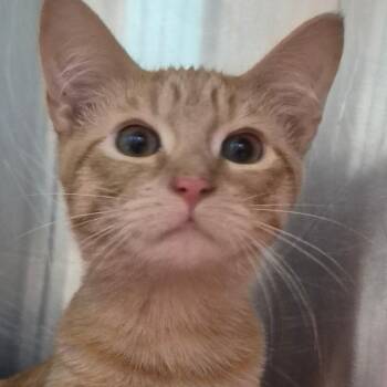 Hamburgular -  Domestic Short Hair Cat for Adoption in Oak Ridge, Tennessee - Hamburgular | PetCurious