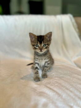 Rescue Domestic Short Hair Cats for Adoption in Nashville, Tennessee - Sage25 | PetCurious