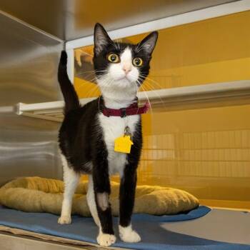 Rescue Domestic Short Hair Cats for Adoption in St. Louis, Missouri - BELL | PetCurious