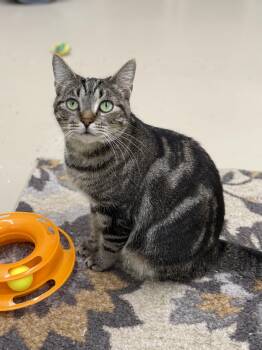 Rescue Domestic Short Hair Cats for Adoption in Pawleys Island, South Carolina - Swirly | PetCurious