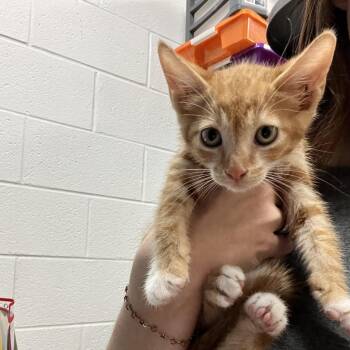 Forrest -  Domestic Short Hair Cat for Adoption in Ardmore, Oklahoma - Forrest | PetCurious