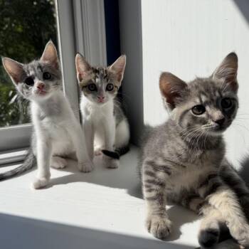 Confetti -  Domestic Short Hair Cat for Adoption in Chapel Hill, North Carolina - Confetti | PetCurious