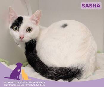 Rescue Domestic Short Hair Cats for Adoption in Eighty Four, Pennsylvania - Sasha | PetCurious
