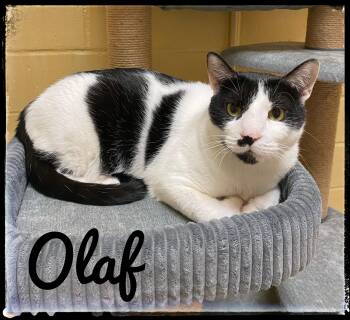 Olaf -  Domestic Short Hair Cat for Adoption in El Cajon, California - Olaf | PetCurious