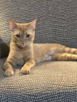 Domestic Short Hair Cats Available for Adoption - Penny | PetCurious