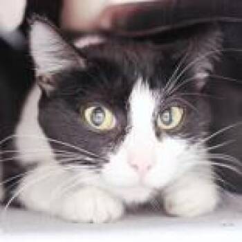 Domestic Short Hair Cats Available for Adoption in Hilliard, Ohio - April | PetCurious