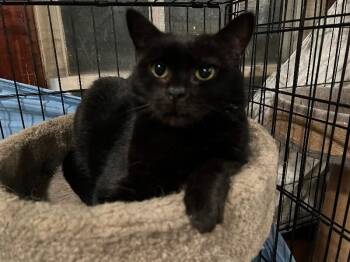 Domestic Short Hair Cats Available for Adoption - April | PetCurious