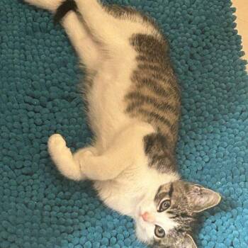 Beatbox -  Domestic Short Hair Cat for Adoption in Fishers, Indiana - Beatbox | PetCurious