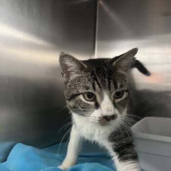 Domestic Short Hair Cats Available for Adoption - Simon | PetCurious