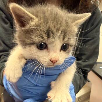 Anaheim -  Domestic Short Hair Cat for Adoption in Flagstaff, Arizona - Anaheim | PetCurious