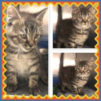 MELVIN -  Domestic Short Hair Cat for Adoption in Buckhannon, West Virginia - MELVIN | PetCurious