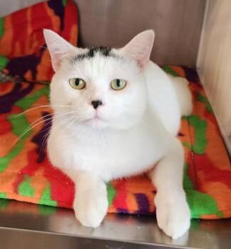 Moe -  Domestic Short Hair Cat for Adoption in Fairfield, Iowa - Moe | PetCurious