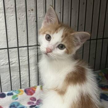 Dino -  Domestic Short Hair Cat for Adoption in Birmingham, Alabama - Dino | PetCurious
