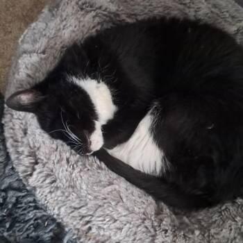 Domestic Short Hair Cats Available for Adoption in South Elgin, Illinois - Munchie - Home To Home | PetCurious