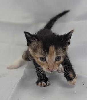 Taffy -  Domestic Medium Hair and Domestic Short Hair Cat for Adoption in Fairhope, Alabama - Taffy | PetCurious