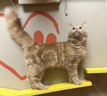 Domestic Long Hair Cats Available for Adoption in Maryville, Missouri - Nolan | PetCurious