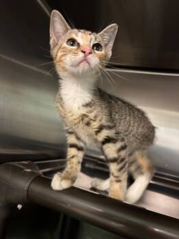 Roselyn -  Domestic Short Hair Cat for Adoption in Metter, Georgia - Roselyn | PetCurious