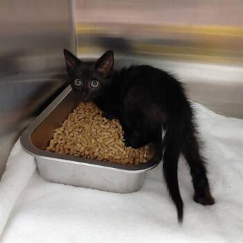 MEGAN -  Domestic Short Hair Cat for Adoption - MEGAN | PetCurious