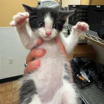 Domestic Short Hair Cats Available for Adoption in Midland, Texas - FWT Squeaker | PetCurious