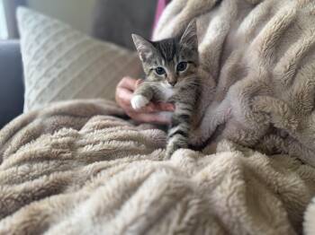 Rescue Domestic Short Hair Cats for Adoption in Gradyville, Kentucky - Saffron | PetCurious