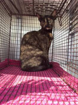Cybil -  Domestic Short Hair Cat Available for Adoption in New Braunfels, Texas - Cybil | PetCurious