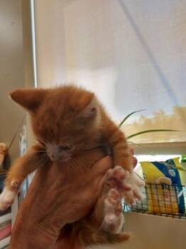 Mischief -  Domestic Short Hair Cat for Adoption in Fishers, Indiana - Mischief | PetCurious