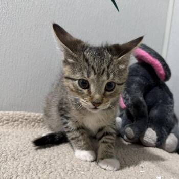 Hoover -  Domestic Short Hair Cat for Adoption in Tampa, Florida - Hoover | PetCurious