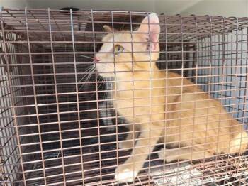 A660605 -  Domestic Short Hair Cat for Adoption in Houston, Texas - A660605 | PetCurious