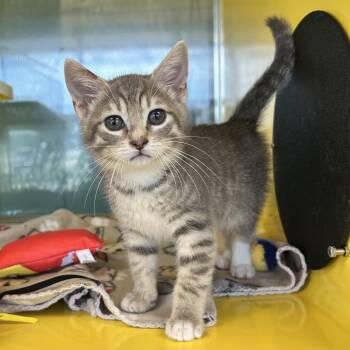 Beans -  Domestic Short Hair Cat for Adoption in Abilene, Texas - Beans | PetCurious