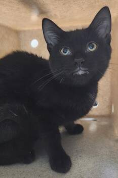 Vince -  Domestic Short Hair Cat for Adoption in Fairfax, Virginia - Vince | PetCurious