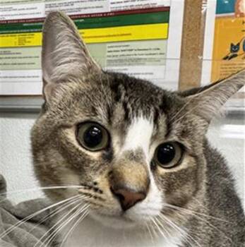 A887272 -  Domestic Short Hair Cat for Adoption in Camarillo, California - A887272 | PetCurious