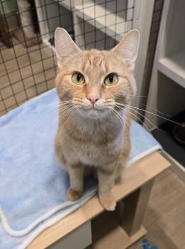 Sally -  Domestic Short Hair Cat for Adoption in Vancouver, Washington - Sally | PetCurious