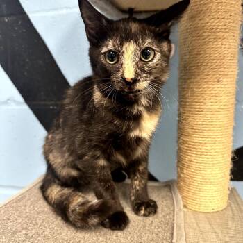 Kyla -  Domestic Short Hair Cat for Adoption in Tallahassee, Florida - Kyla | PetCurious