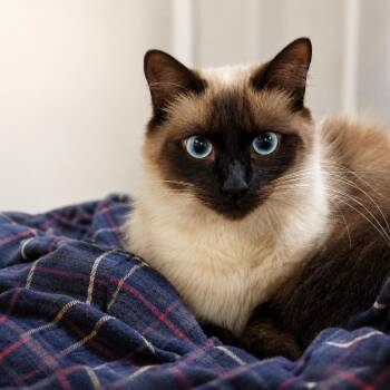 Sherman 3 -  Siamese Cat for Adoption in Austin, Texas - Sherman 3 | PetCurious