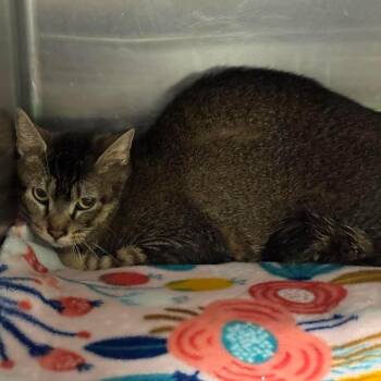 Princess Amelia Mignonette Grimaldo Thermopolis Renaldi -  Domestic Short Hair Cat for Adoption in Beaumont, Texas - Princess Amelia Mignonette Grimaldo Thermopolis Renaldi | PetCurious