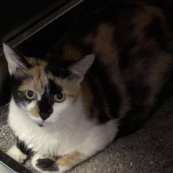 Rescue Calico and Domestic Short Hair Cats for Adoption in Petersburg, Illinois - August | PetCurious