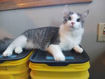Rescue Domestic Long Hair Cats for Adoption in Grand Rapids, Minnesota - Skylar | PetCurious