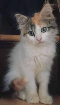 Domestic Medium Hair Cats Available for Adoption in Chicago, Illinois - Turquoise | PetCurious