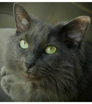 Domestic Medium Hair Cats Available for Adoption in Canton, Massachusetts - Church  | PetCurious