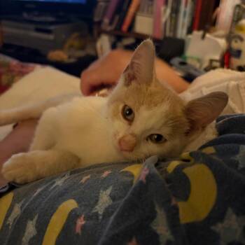 Socrates -  Domestic Short Hair Cat for Adoption in Dearborn, Michigan - Socrates | PetCurious