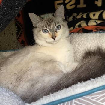 Bluebelle -  Domestic Short Hair Cat for Adoption in Goleta, California - Bluebelle | PetCurious