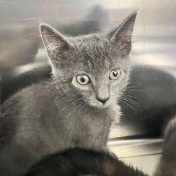 Apollo -  Domestic Short Hair Cat for Adoption in Sioux City, Iowa - Apollo | PetCurious